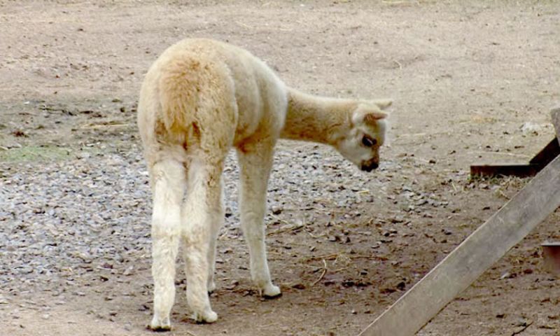 27  alpaca bebe idd